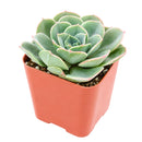 2 inch Echeveria 'Taco' for sale. Echeveria 'Taco' is a charming succulent known for its unusual spoon-shaped leaves that curl inward, giving it a one-of-a-kind appearance. It grows best in bright light with fast-draining soil and needs minimal watering to stay healthy. This low-maintenance succulent is ideal for windowsills, desks, or decorative succulent arrangements.