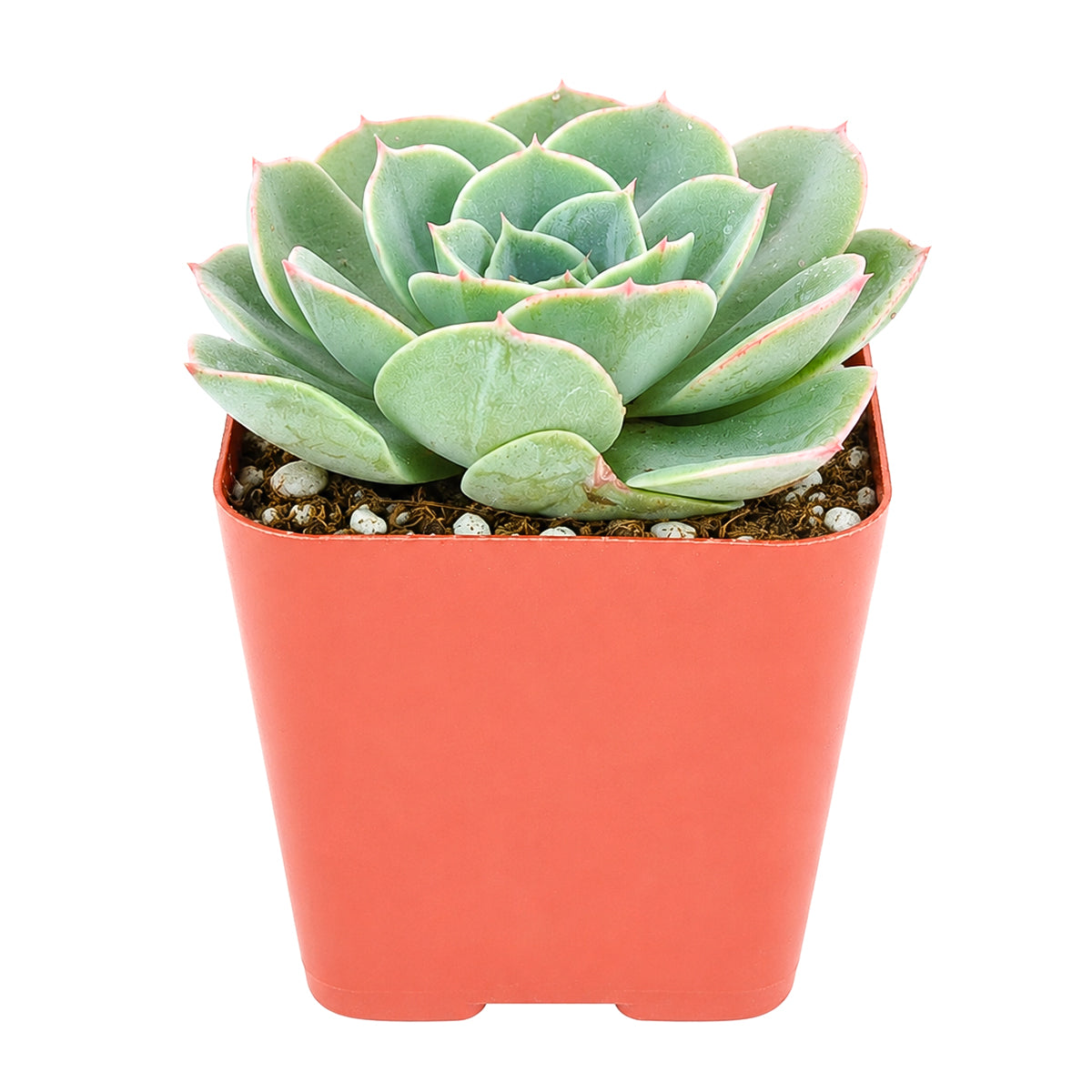 Buy 2 inch Echeveria 'Taco' online. Echeveria 'Taco' is a beautiful ornamental succulent with thick, curled leaves that create an elegant and playful display. It grows well in bright light with fast-draining soil and requires only occasional watering. This hardy succulent is perfect for indoor décor, succulent gardens, or as a thoughtful gift for plant lovers.