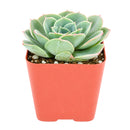 2 inch Echeveria 'Taco' for sale. Echeveria 'Taco' is a charming succulent known for its unusual spoon-shaped leaves that curl inward, giving it a one-of-a-kind appearance. It grows best in bright light with fast-draining soil and needs minimal watering to stay healthy. This low-maintenance succulent is ideal for windowsills, desks, or decorative succulent arrangements.