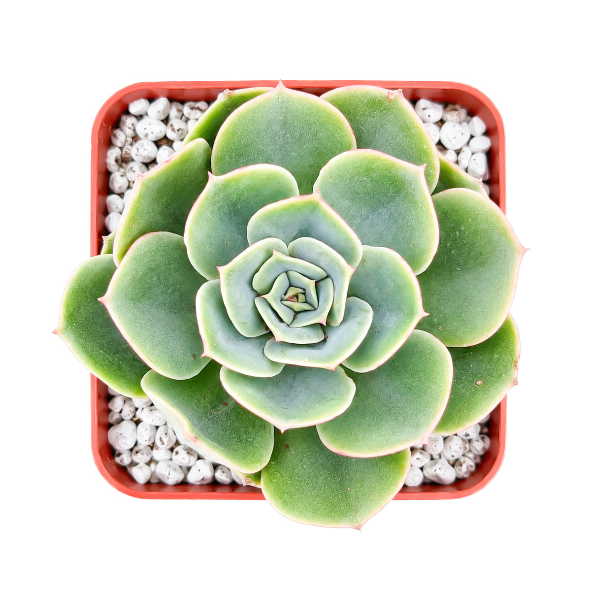2 inch Echeveria 'Taco' for sale. Echeveria 'Taco' is a decorative succulent prized for its sculptural rosette and uniquely curled leaves. It thrives in bright light with well-draining soil and is highly drought-tolerant once established. This compact succulent is an excellent addition to homes, offices, or any succulent collection.