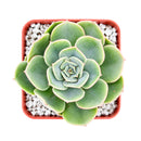 2 inch Echeveria 'Taco' for sale. Echeveria 'Taco' is a charming succulent known for its unusual spoon-shaped leaves that curl inward, giving it a one-of-a-kind appearance. It grows best in bright light with fast-draining soil and needs minimal watering to stay healthy. This low-maintenance succulent is ideal for windowsills, desks, or decorative succulent arrangements.