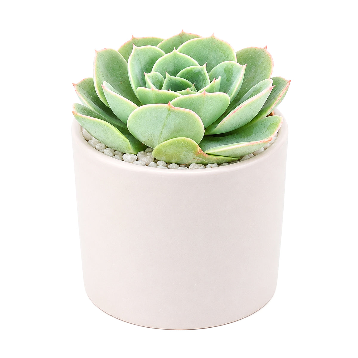 Buy 2 inch Echeveria 'Taco' online. This distinctive succulent features compact rosettes of curled foliage that bring texture and character to any indoor plant collection. It prefers bright light, well-draining soil, and infrequent watering for healthy growth. This easy-care succulent is perfect for beginners, collectors, or anyone who loves unusual plants.