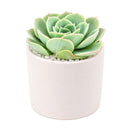 2 inch Echeveria 'Taco' for sale. Echeveria 'Taco' is a charming succulent known for its unusual spoon-shaped leaves that curl inward, giving it a one-of-a-kind appearance. It grows best in bright light with fast-draining soil and needs minimal watering to stay healthy. This low-maintenance succulent is ideal for windowsills, desks, or decorative succulent arrangements.