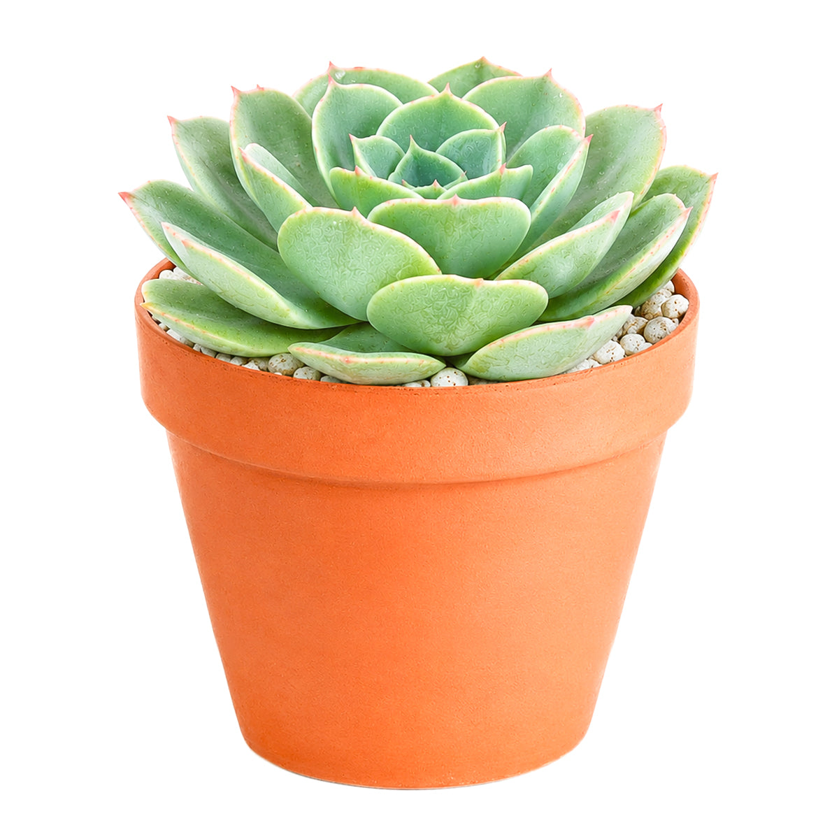 2 inch Echeveria 'Taco' for sale. Echeveria 'Taco' is a charming succulent known for its unusual spoon-shaped leaves that curl inward, giving it a one-of-a-kind appearance. It grows best in bright light with fast-draining soil and needs minimal watering to stay healthy. This low-maintenance succulent is ideal for windowsills, desks, or decorative succulent arrangements.