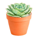 2 inch Echeveria 'Taco' for sale. Echeveria 'Taco' is a charming succulent known for its unusual spoon-shaped leaves that curl inward, giving it a one-of-a-kind appearance. It grows best in bright light with fast-draining soil and needs minimal watering to stay healthy. This low-maintenance succulent is ideal for windowsills, desks, or decorative succulent arrangements.