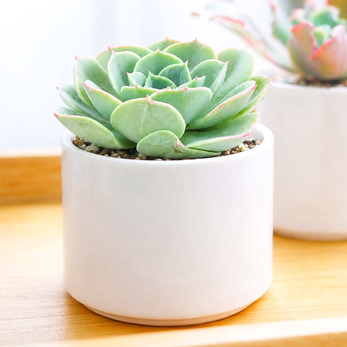 Buy 2 inch Echeveria 'Taco' online. Echeveria 'Taco' is a unique succulent admired for its curled, tubular leaves that create a fun and distinctive rosette. It thrives in bright light with well-draining soil and requires only occasional watering, making it easy to care for. This eye-catching succulent is perfect for homes, offices, or anyone looking to add a unique plant to their collection.