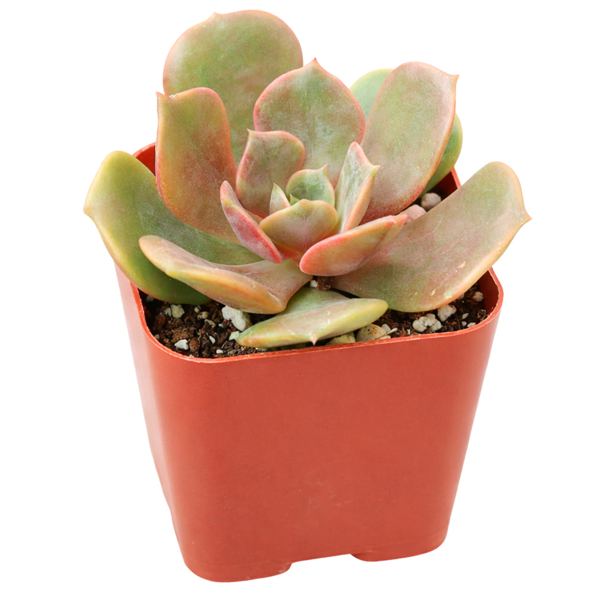 Echeveria Vampire Red Ball