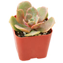 Echeveria Vampire Red Ball