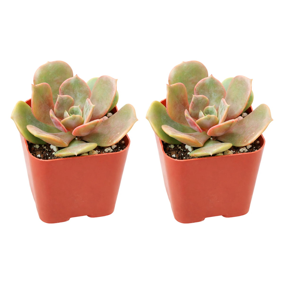 Buy Echeveria Vampire Red Ball 2-pack live plants online. These striking succulents form compact rosettes with deep red to burgundy tones. Easy to care for, they thrive in bright light, well-draining soil, and occasional watering.