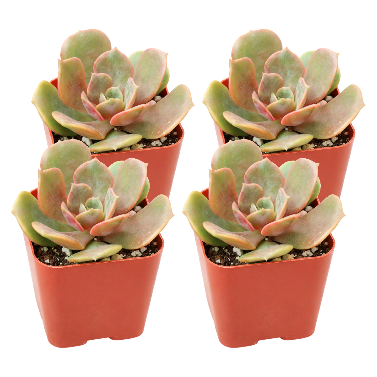 Echeveria Vampire Red Ball 4-pack live plants for sale. These colorful rosette succulents feature rich red foliage that becomes more intense in bright light. Easy to grow, they prefer well-draining soil and minimal watering.