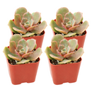 Buy an 8-pack of Echeveria Vampire Red Ball live plants online. Each compact succulent features dramatic red and burgundy rosette leaves. Easy to care for, they thrive in bright light, well-draining soil, and occasional watering.