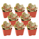 Buy an 8-pack of Echeveria Vampire Red Ball live plants online. Each compact succulent features dramatic red and burgundy rosette leaves. Easy to care for, they thrive in bright light, well-draining soil, and occasional watering.