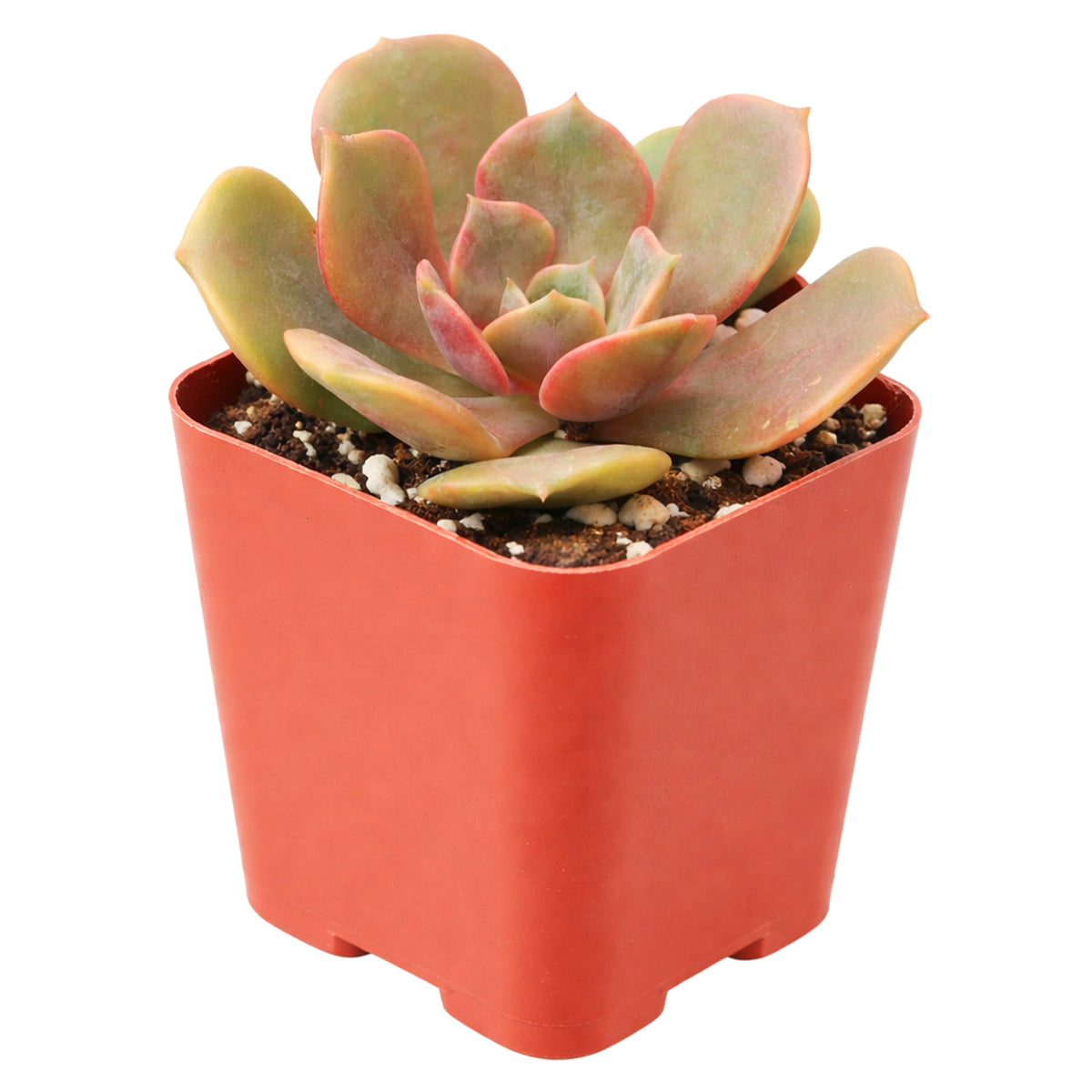 Echeveria Vampire Red Ball