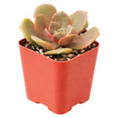 Echeveria Vampire Red Ball