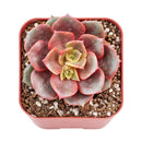 Echeveria Vampire Red Ball