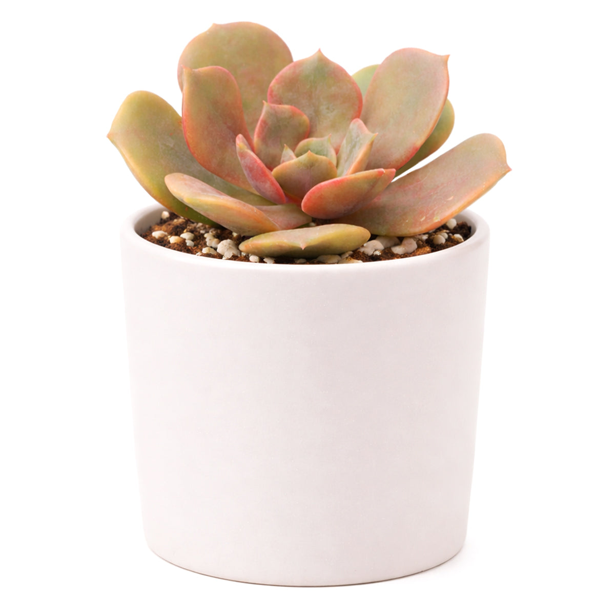 Echeveria Vampire Red Ball