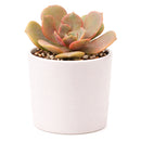Echeveria Vampire Red Ball