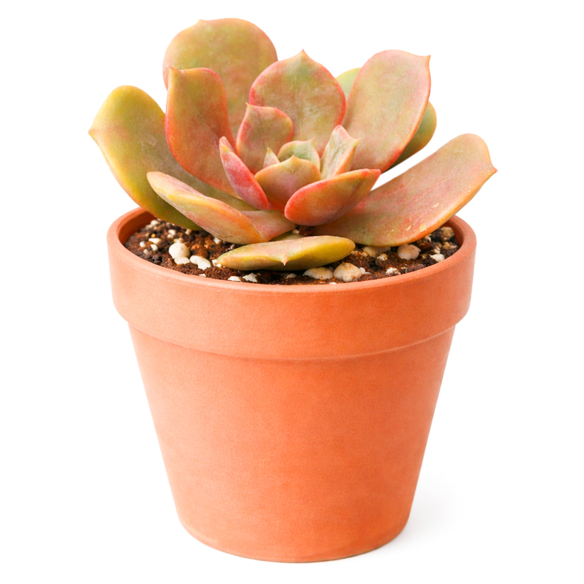 Echeveria Vampire Red Ball