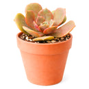 Echeveria Vampire Red Ball