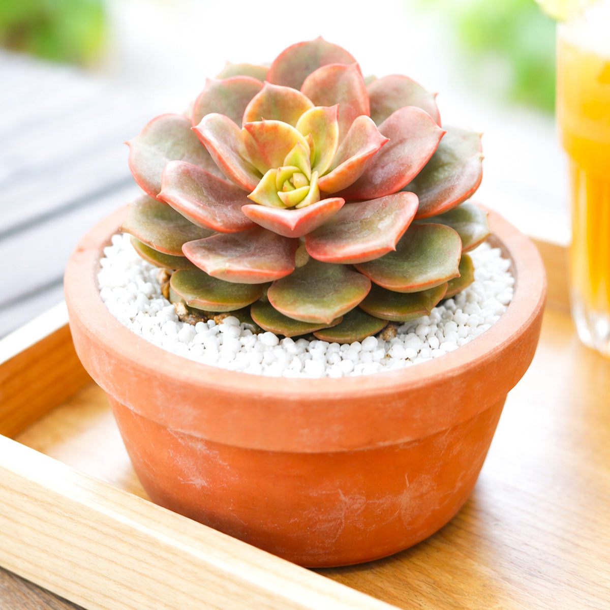 2 inch Echeveria Vampire Red Ball, Rare echeveria hybrid, Decorative echeveria plant, Red ball echeveria, red succulents, colorful indoor plants
