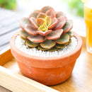 Colorful echeveria hybrid, Drought-tolerant echeveria care, Echeveria Vampire Red Ball for sale, Buy echeveria Vampire Red Ball online