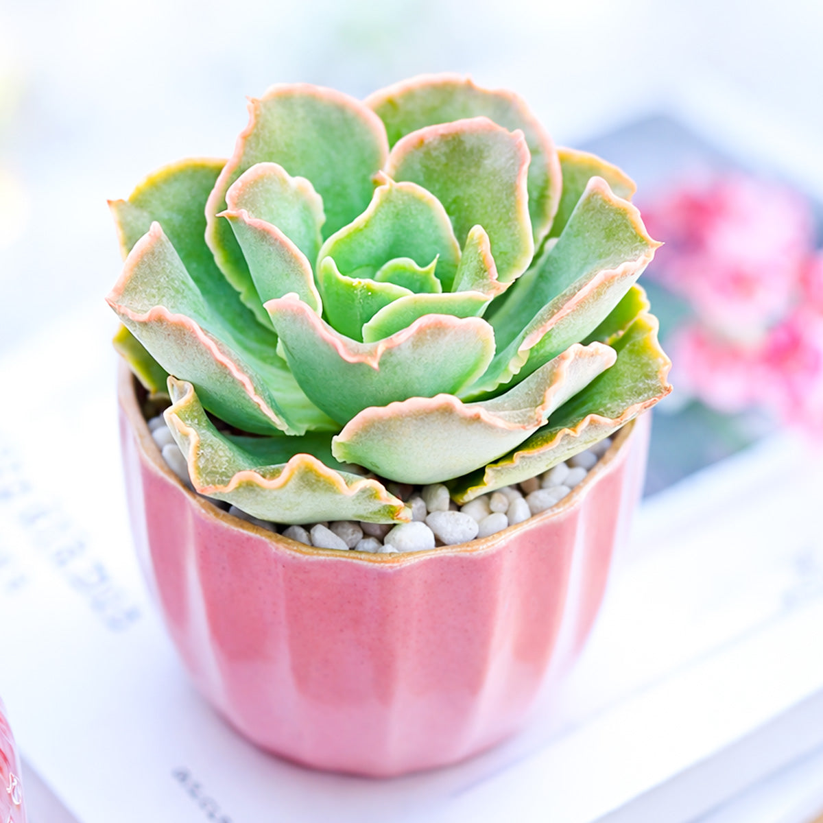 2 inch Echeveria Water Ripple, Water Ripple succulent, Decorative echeveria plant, Blue-green echeveria leaves