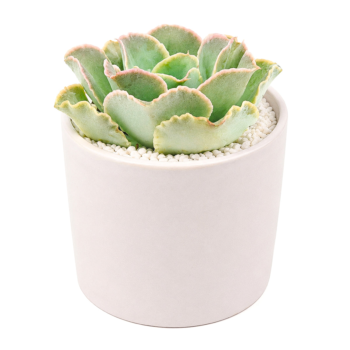2 inch echeveria 'water ripple' live succulent for sale, frosty blue-green wavy rosette with delicate pink-flushed margins and silvery wax coating, compact rosette form with minimal care needs, sun-loving and drought tolerant