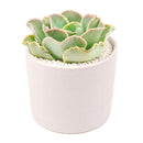2 inch echeveria 'water ripple' live succulent for sale, frosty blue-green wavy rosette with delicate pink-flushed margins and silvery wax coating, compact rosette form with minimal care needs, sun-loving and drought tolerant