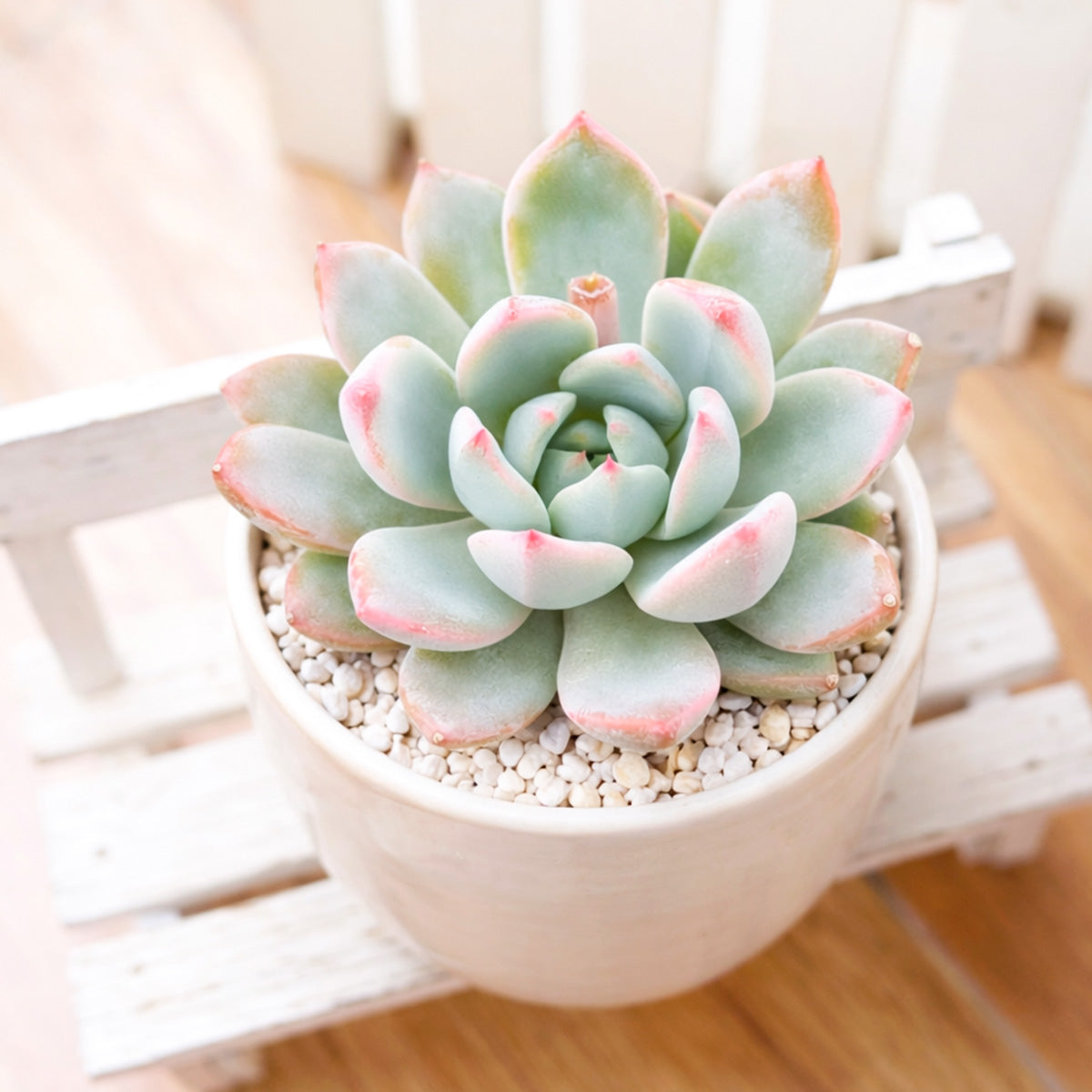 2 inch Echeveria 'Yummie', small succulents for decoration, blue succulents, buy Echeveria 'Yummie' online