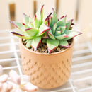 buy succulents online, succulents in ca, nurseries near me, live plants