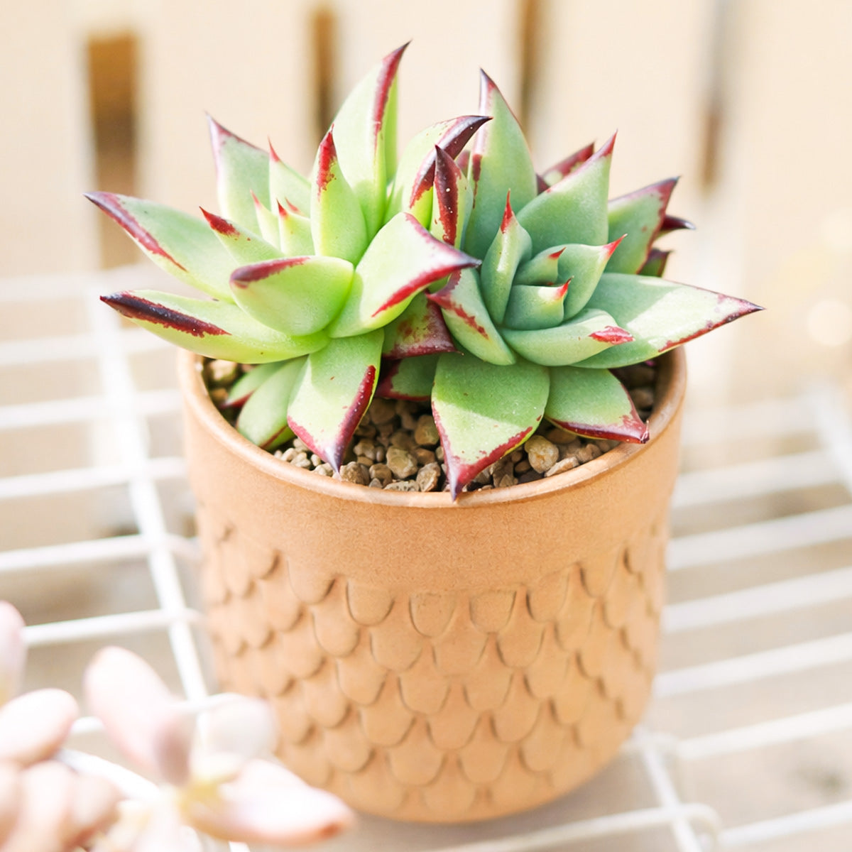 Echeveria agavoides Ebony, Echeveria agavoides Ebony for sale, 2 inch Echeveria agavoides Ebony