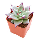 4 inch echeveria agavoides 'ebony' live succulent for sale, plump waxy leaves with intensely dark ebony-tipped edges, tight symmetrical rosette form, color deepens with sun exposure, easy care beginner-friendly succulent, stunning decorative accent