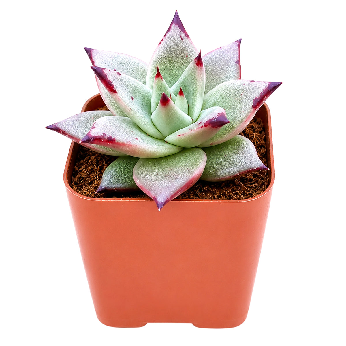 4 inch echeveria agavoides 'ebony' live succulent for sale, plump waxy leaves with intensely dark ebony-tipped edges, tight symmetrical rosette form, color deepens with sun exposure, easy care beginner-friendly succulent, stunning decorative accent