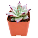 4 inch echeveria agavoides 'ebony' live succulent for sale, plump waxy leaves with intensely dark ebony-tipped edges, tight symmetrical rosette form, color deepens with sun exposure, easy care beginner-friendly succulent, stunning decorative accent