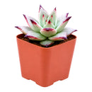 4 inch echeveria agavoides 'ebony' live succulent for sale, plump waxy leaves with intensely dark ebony-tipped edges, tight symmetrical rosette form, color deepens with sun exposure, easy care beginner-friendly succulent, stunning decorative accent