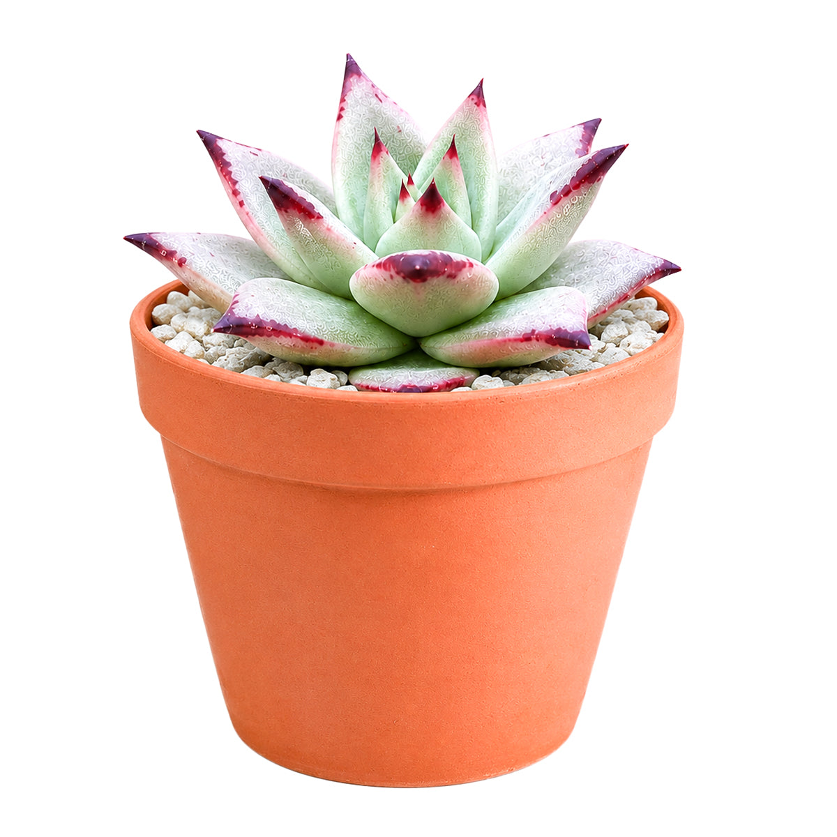 4 inch echeveria agavoides 'ebony' live succulent for sale, plump waxy leaves with intensely dark ebony-tipped edges, tight symmetrical rosette form, color deepens with sun exposure, easy care beginner-friendly succulent, stunning decorative accent
