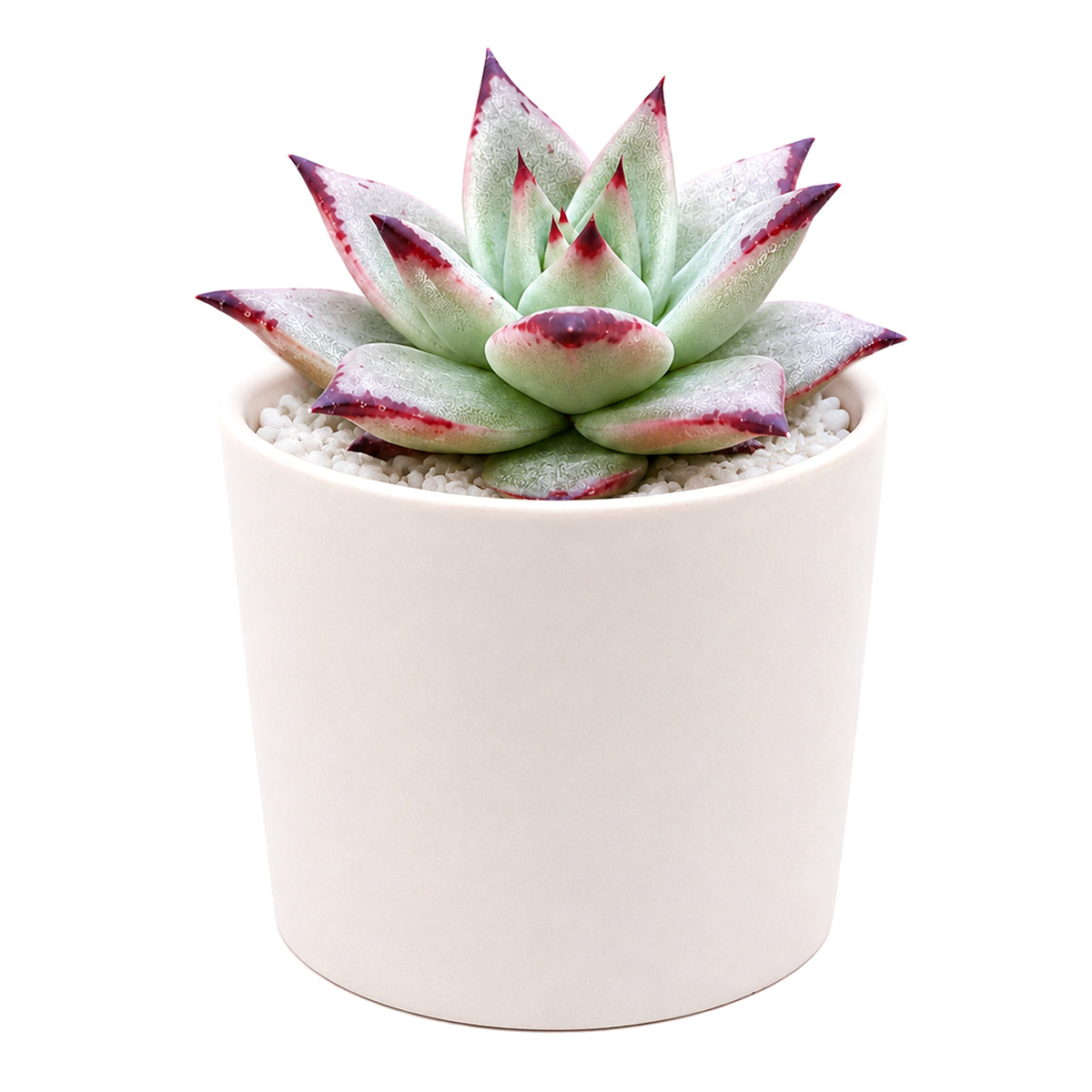 Echeveria agavoides 'Ebony'