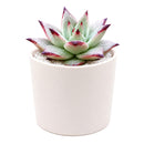 4 inch echeveria agavoides 'ebony' live succulent for sale, plump waxy leaves with intensely dark ebony-tipped edges, tight symmetrical rosette form, color deepens with sun exposure, easy care beginner-friendly succulent, stunning decorative accent