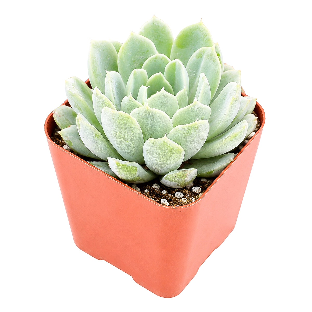 buy echeveria albicans - whitening echeveria live succulent 2 inch online, compact silvery white rosette with pink tipped leaves, drought tolerant low maintenance care, beautiful desktop accent, perfect beginner gift