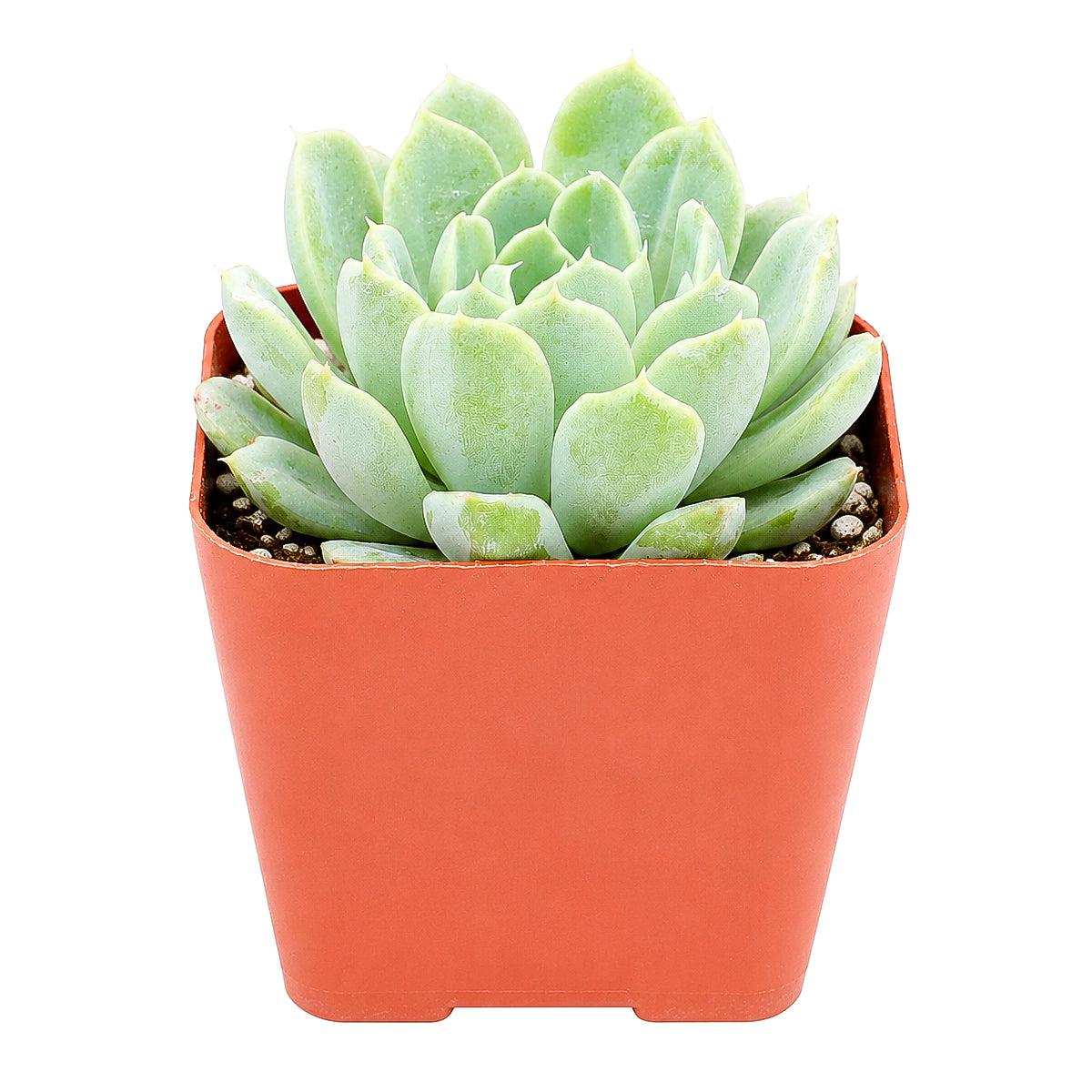 buy echeveria albicans - whitening echeveria live succulent 2 inch online, compact silvery white rosette with pink tipped leaves, drought tolerant low maintenance care, beautiful desktop accent, perfect beginner gift