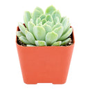 buy echeveria albicans - whitening echeveria live succulent 2 inch online, compact silvery white rosette with pink tipped leaves, drought tolerant low maintenance care, beautiful desktop accent, perfect beginner gift