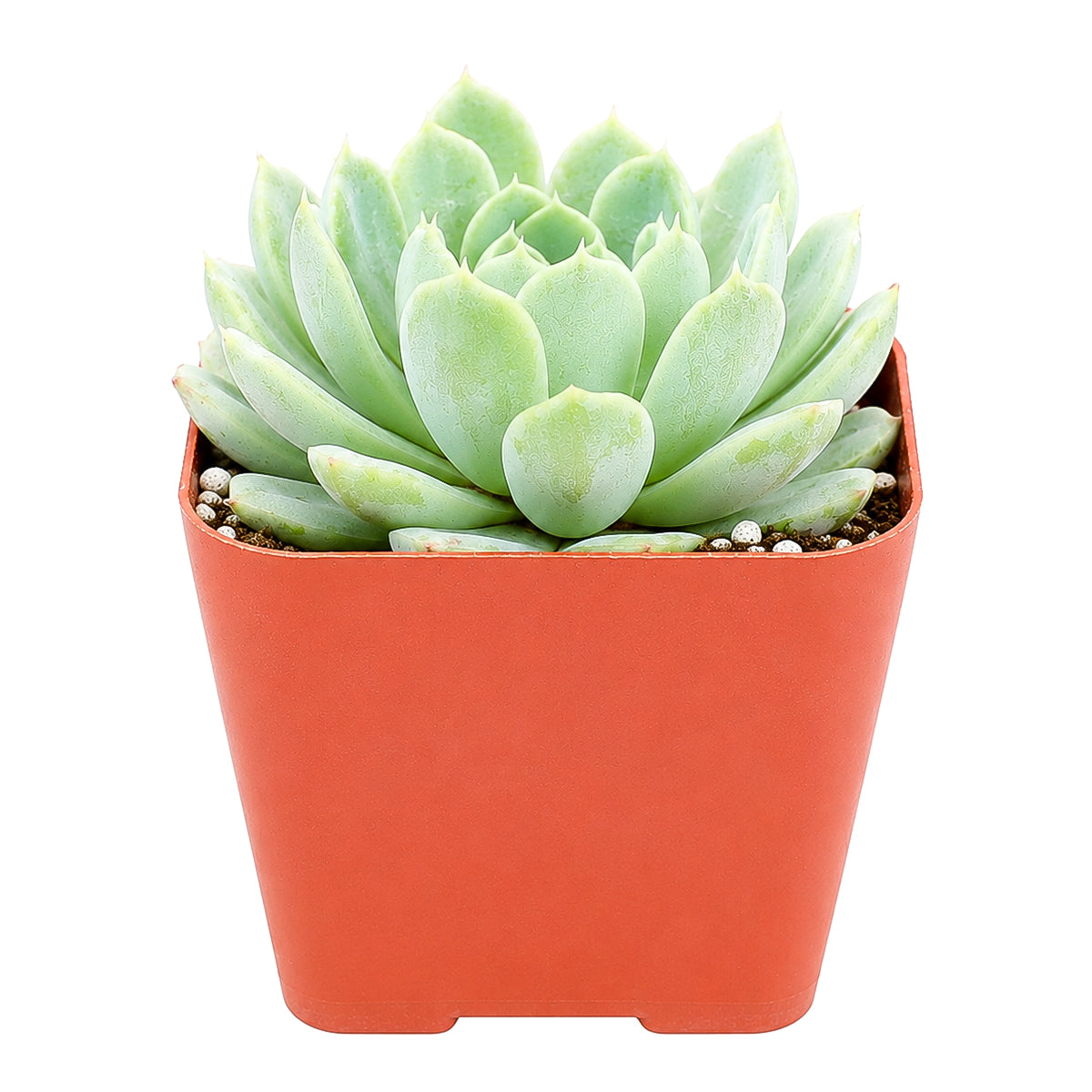 buy echeveria albicans - whitening echeveria live succulent 2 inch online, compact silvery white rosette with pink tipped leaves, drought tolerant low maintenance care, beautiful desktop accent, perfect beginner gift