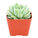 buy echeveria albicans - whitening echeveria live succulent 2 inch online, compact silvery white rosette with pink tipped leaves, drought tolerant low maintenance care, beautiful desktop accent, perfect beginner gift