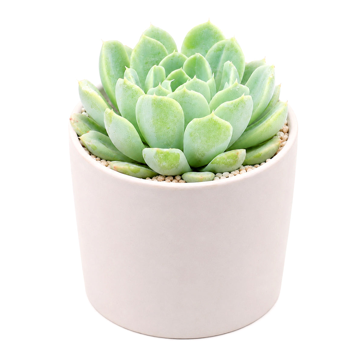 buy echeveria albicans - whitening echeveria live succulent 2 inch online, compact silvery white rosette with pink tipped leaves, drought tolerant low maintenance care, beautiful desktop accent, perfect beginner gift