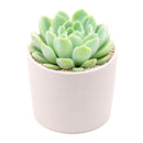 buy echeveria albicans - whitening echeveria live succulent 2 inch online, compact silvery white rosette with pink tipped leaves, drought tolerant low maintenance care, beautiful desktop accent, perfect beginner gift