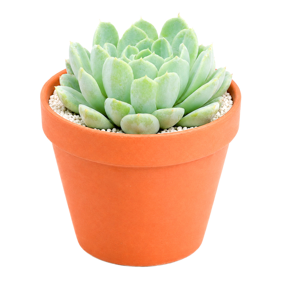 buy echeveria albicans - whitening echeveria live succulent 2 inch online, compact silvery white rosette with pink tipped leaves, drought tolerant low maintenance care, beautiful desktop accent, perfect beginner gift