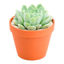 buy echeveria albicans - whitening echeveria live succulent 2 inch online, compact silvery white rosette with pink tipped leaves, drought tolerant low maintenance care, beautiful desktop accent, perfect beginner gift