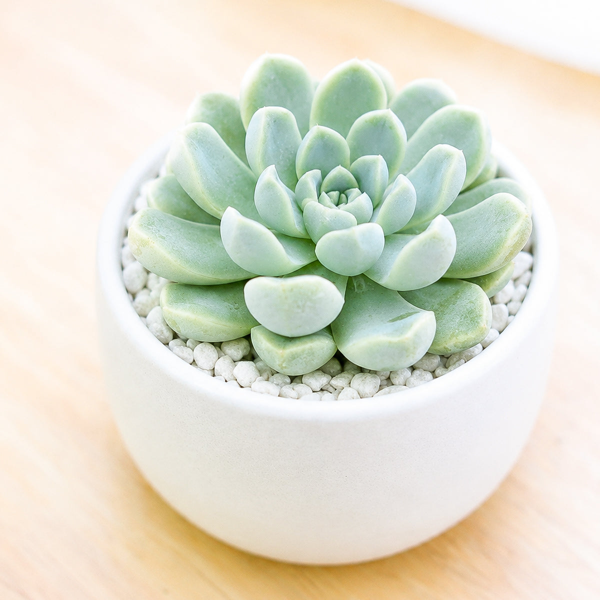 buy echeveria albicans - whitening echeveria live succulent 2 inch online, compact silvery white rosette with pink tipped leaves, drought tolerant low maintenance care, beautiful desktop accent, perfect beginner gift
