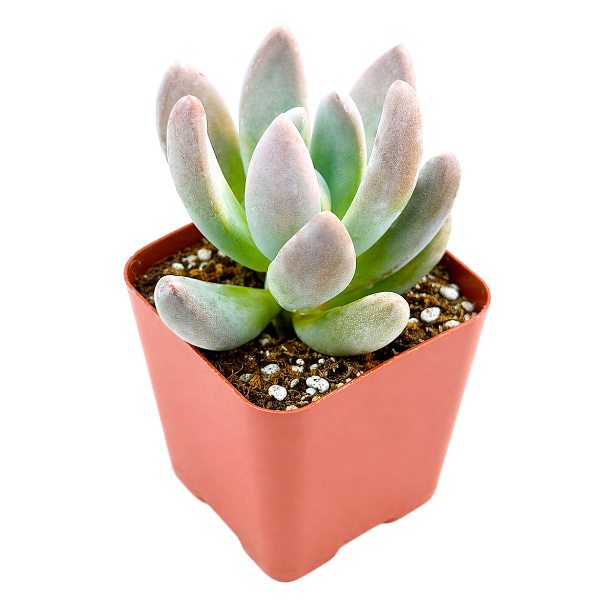 Echeveria haagai 'Tolimanensis'