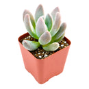 Echeveria haagai 'Tolimanensis'